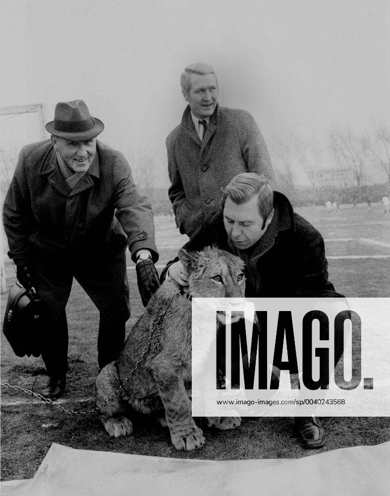 Schalke 04 - Bor. Dortmund 31.1.1970. Ein echter Löwe als seltener Besuch in der Schalker Glückauf-Kampfbahn. Hier mit Schalke Präsident Oskar Siebert.