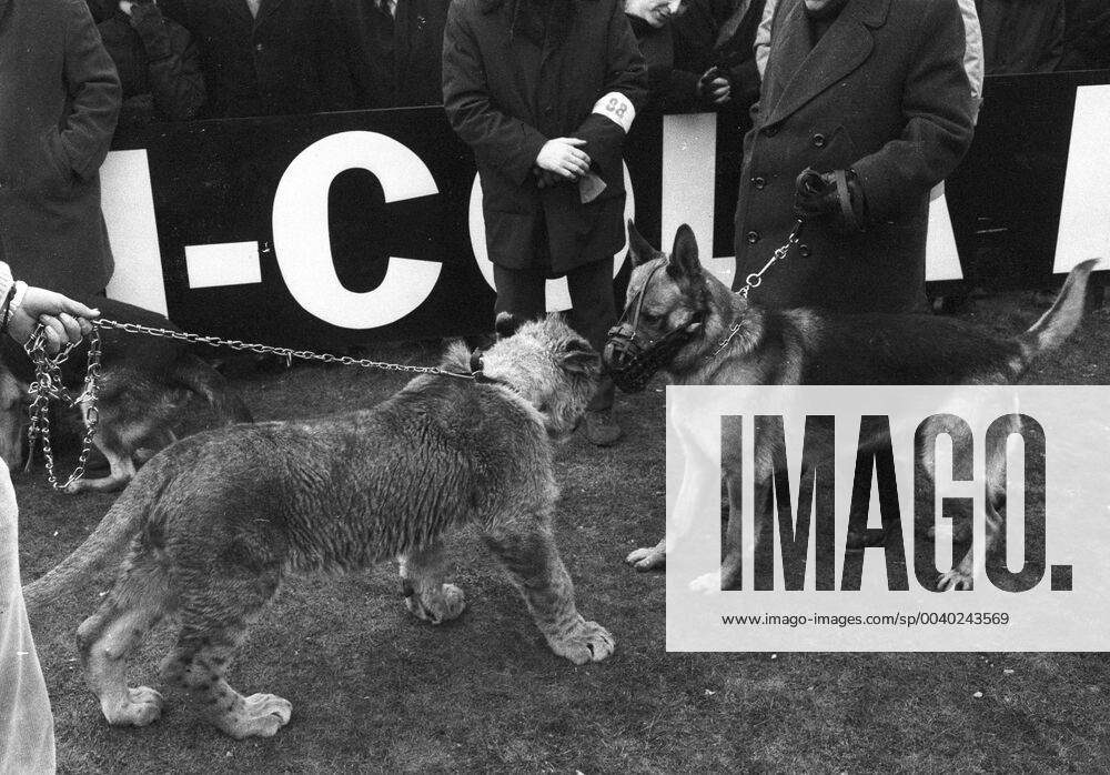 Schalke 04 - Bor. Dortmund 31.1.1970. Ein echter Löwe als seltener Besuch in der Schalker Glückauf-Kampfbahn.