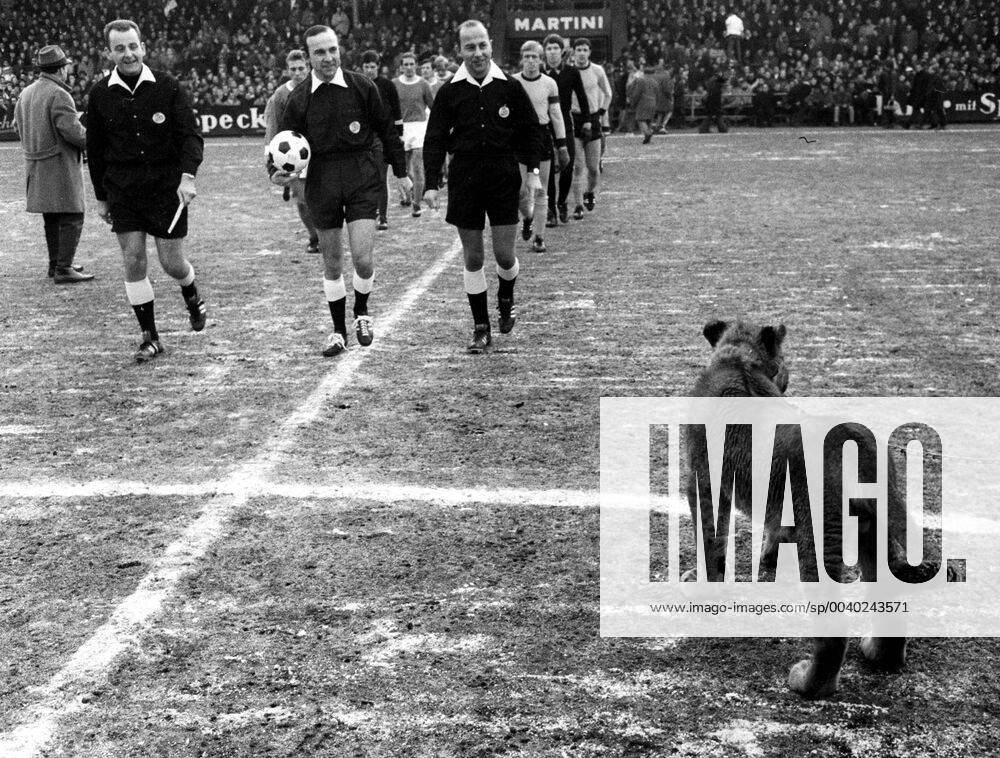 Schalke 04 - Bor. Dortmund 31.1.1970. Ein echter Löwe als seltener Besuch in der Schalker Glückauf-Kampfbahn.