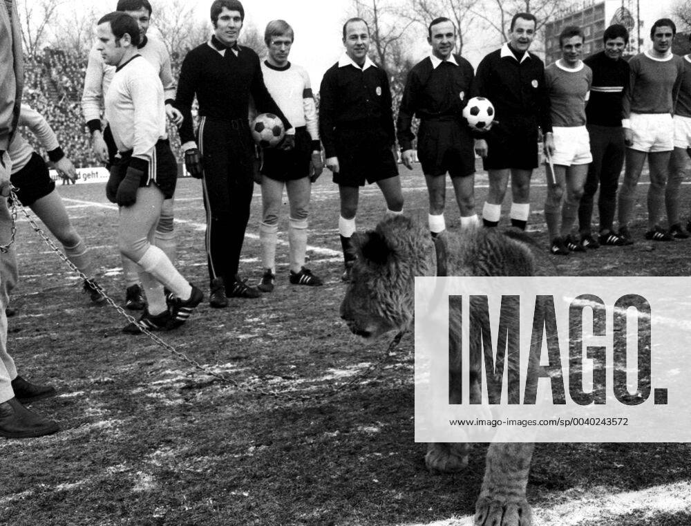 Schalke 04 - Bor. Dortmund 31.1.1970. Ein echter Löwe als seltener Besuch in der Schalker Glückauf-Kampfbahn.