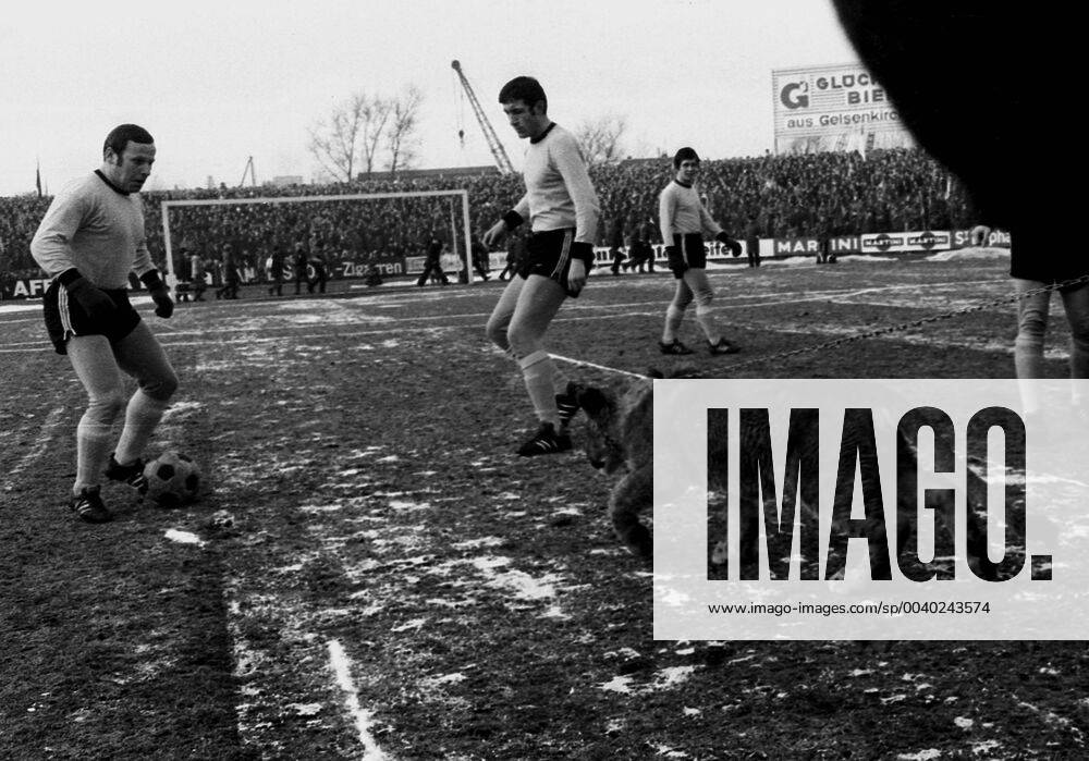 Schalke 04 - Bor. Dortmund 31.1.1970. Ein echter Löwe als seltener Besuch in der Schalker Glückauf-Kampfbahn.