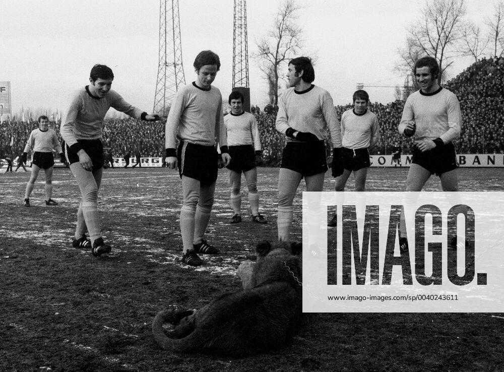 Schalke 04 - Bor. Dortmund 31.1.1970. Ein echter Löwe als seltener Besuch in der Schalker Glückauf-Kampfbahn.