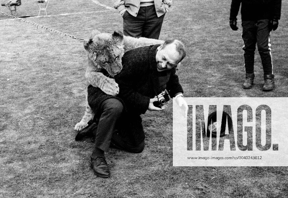 Schalke 04 - Bor. Dortmund 31.1.1970. Ein echter Löwe als seltener Besuch in der Schalker Glückauf-Kampfbahn.