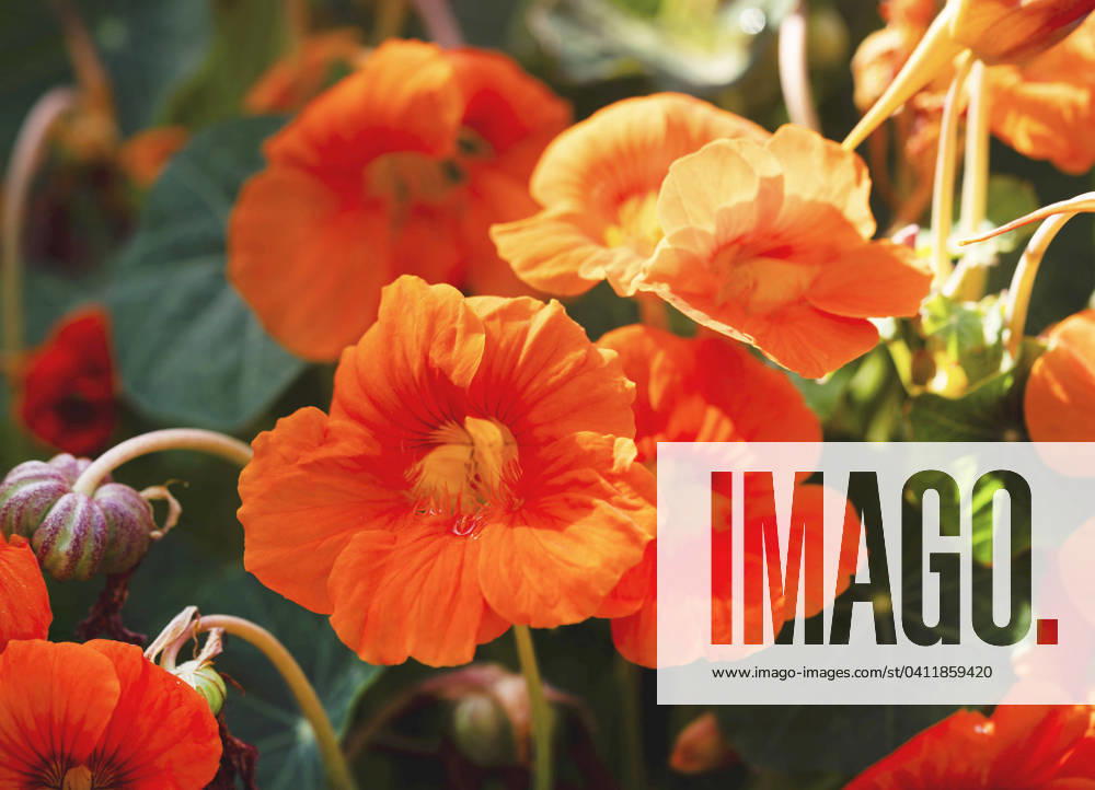 Grosse Kapuzinerkresse, Grosse Kapuziner-Kresse, Kapuzinerkresse, Kapuziner-Kresse (Tropaeolum majus), bluehend Indian cress, common nasturtium, garden nasturtium (Tropaeolum majus), blooming BLWS703055