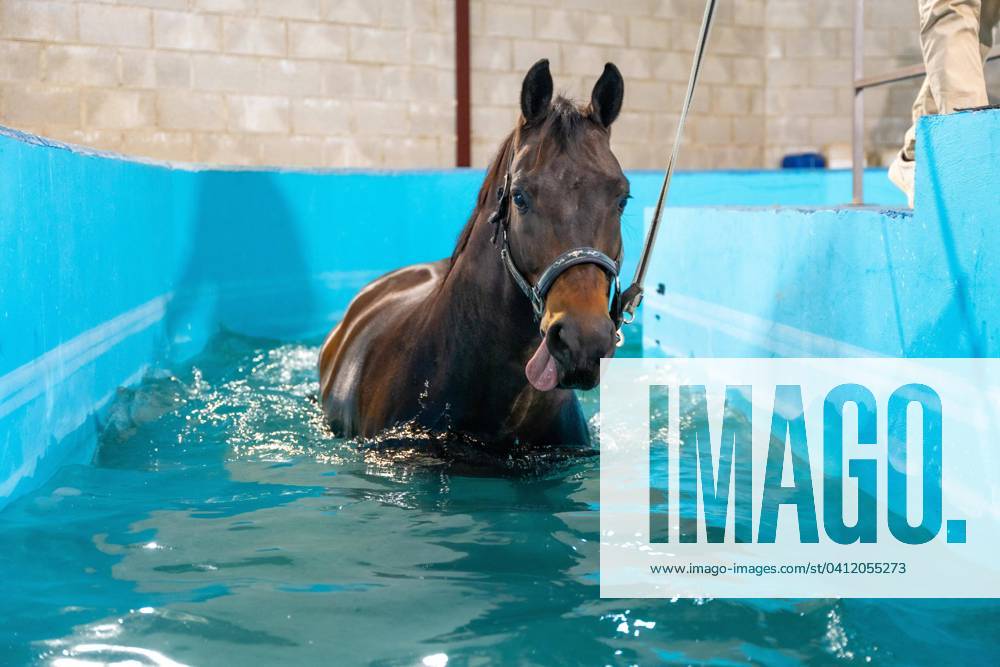 Pferd während einer Hydrotherapie auf einem Wasserlaufband in einem Schwimmbecken