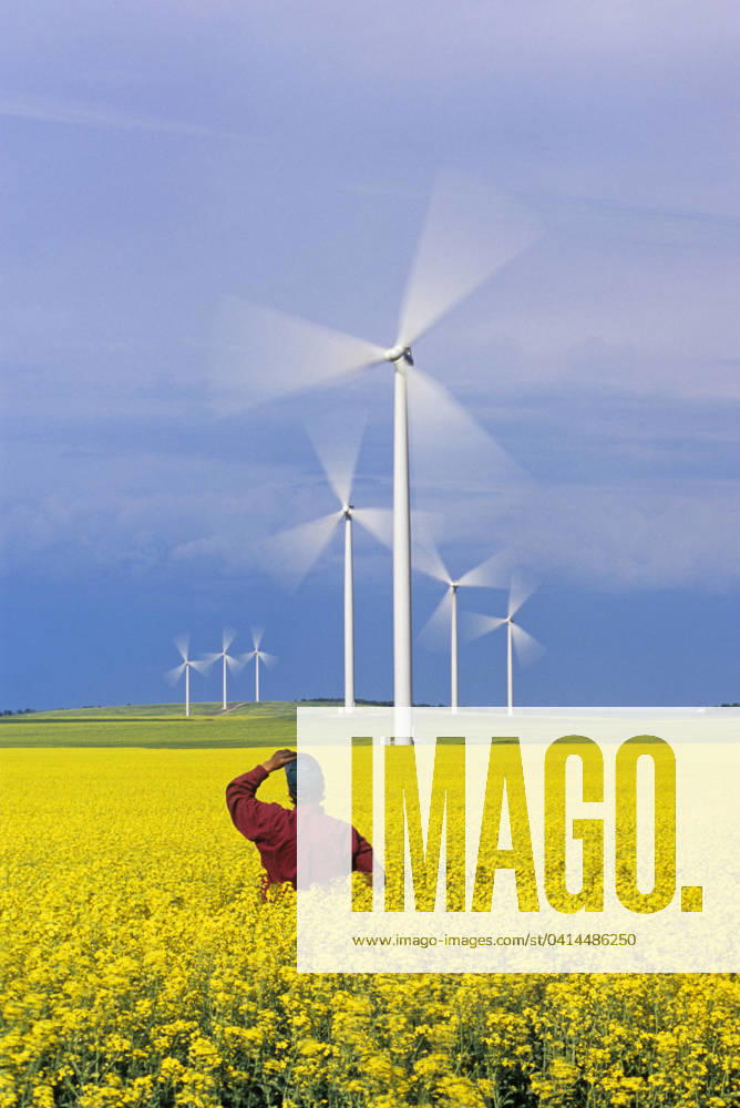 A farmer views moving wind turbines from a blooming canola field, St. Leon, Manitoba, Canada MR_DaveReede