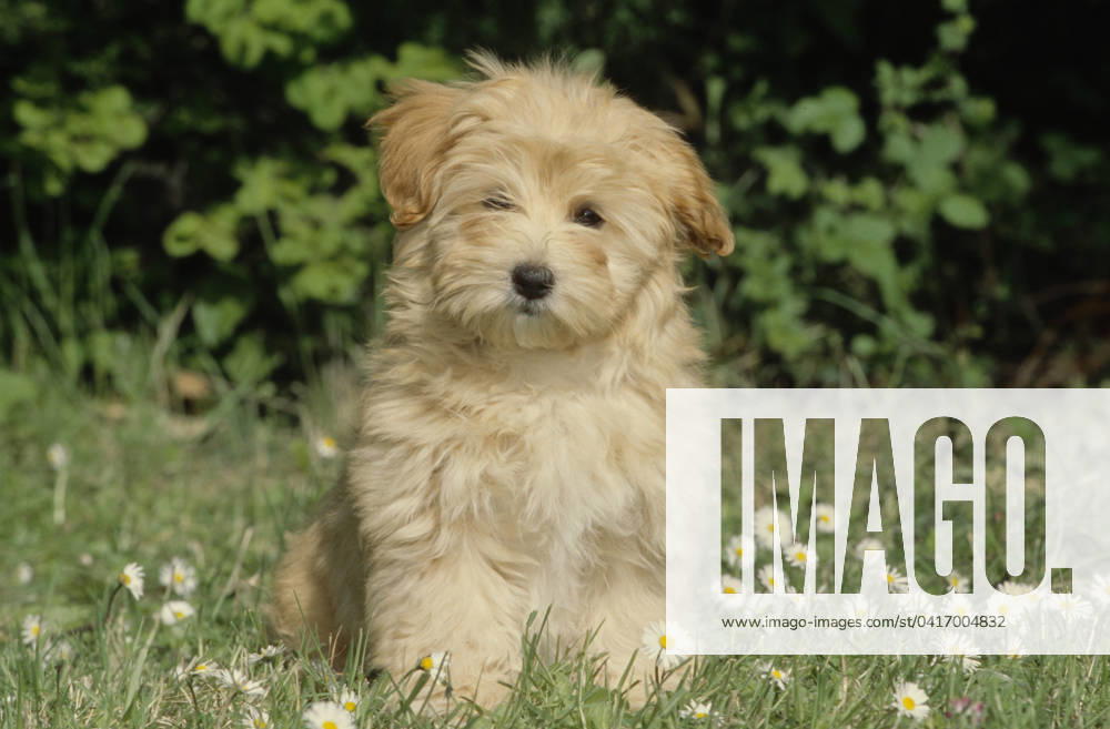 Havanese puppy in grass