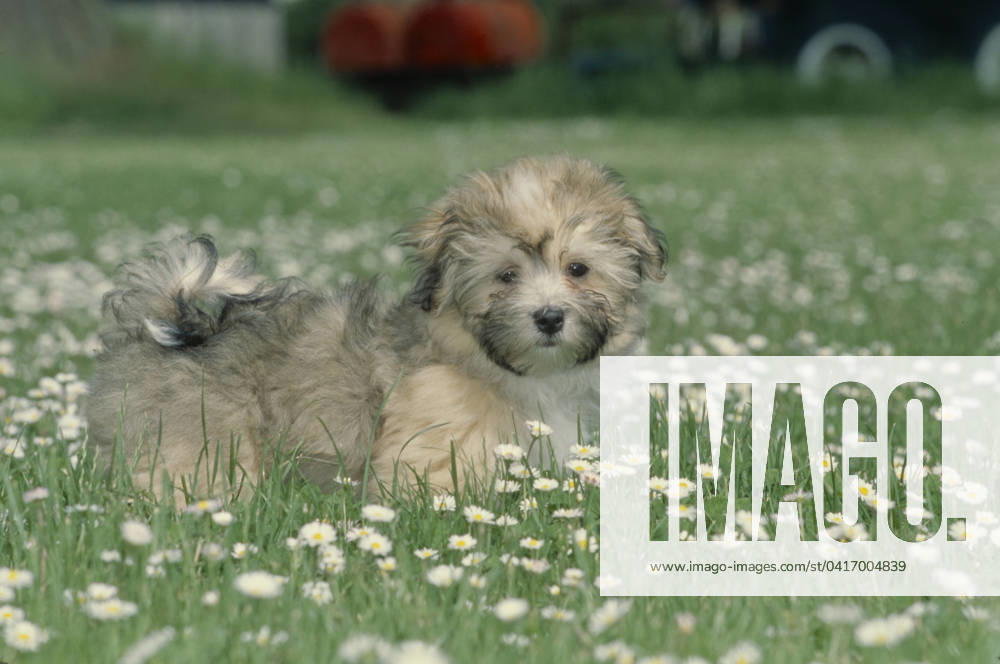 Havanese puppy in grass