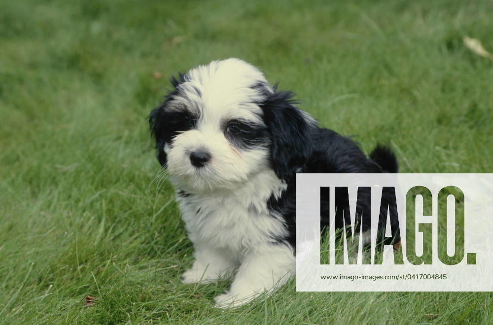 Havanese puppy in grass
