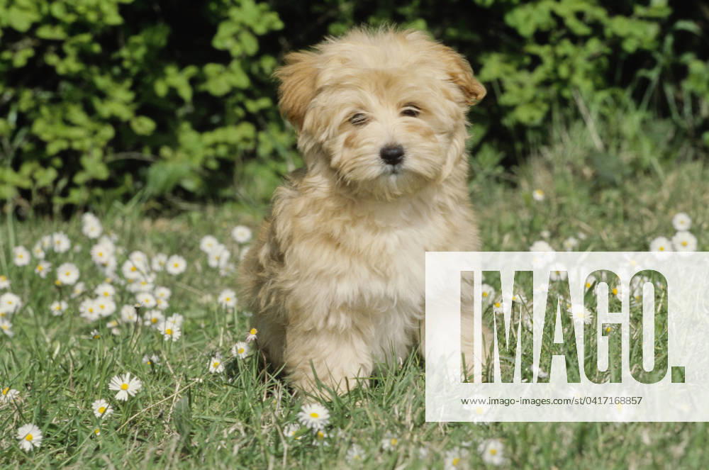 Havanese puppy in grass