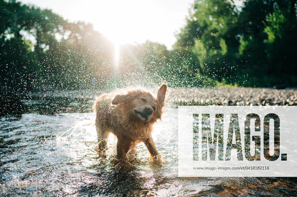 Dog playing in the river in summer Fort Collins, Colorado, United States CR_JIVA240226E-1357936-01
