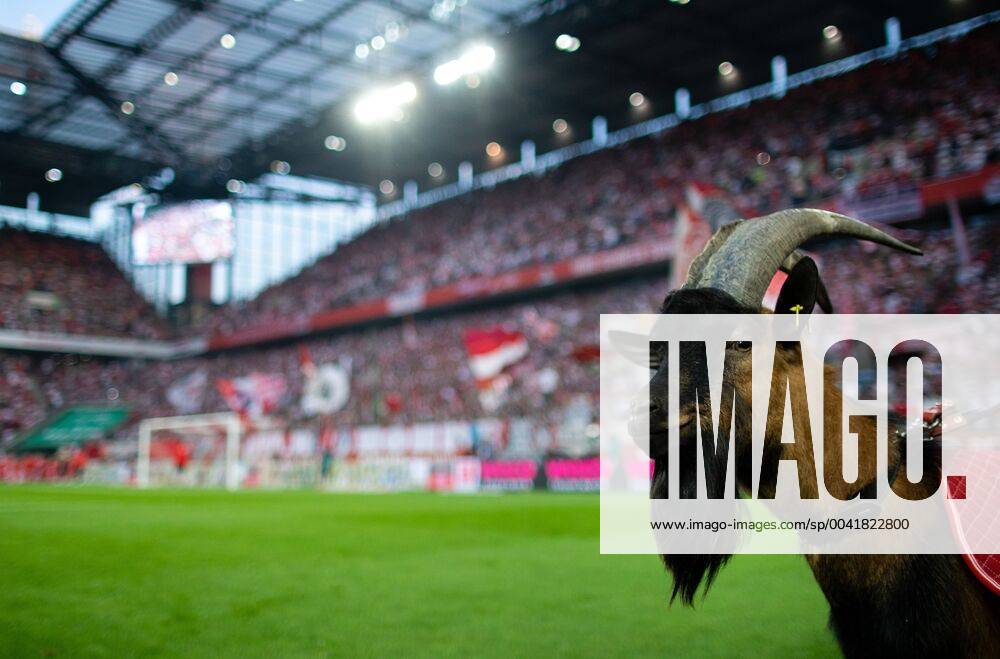 Bilder des Jahres 2019, Sport 08 August Köln, 23.08.2019 Geißbock Hennes IX 1. FC Köln - Borussia Dortmund DFL regulations prohibit any use of photographs as image sequences and or quasi-video