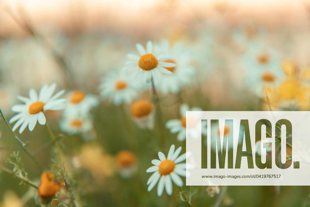 Nature flower meadow background and Wallpaper beautiful chamomile flowers meadow blurred close up shot Alentejo Portugal