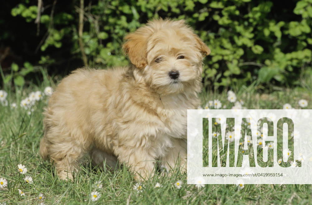 Havanese puppy in grass