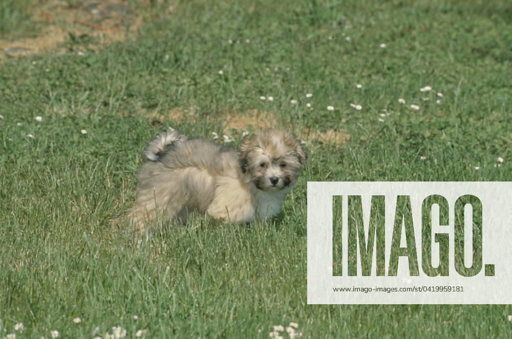 Havanese puppy in grass