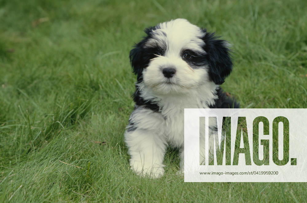 Havanese puppy in grass