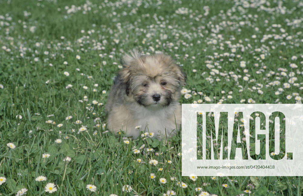 Havanese puppy in grass