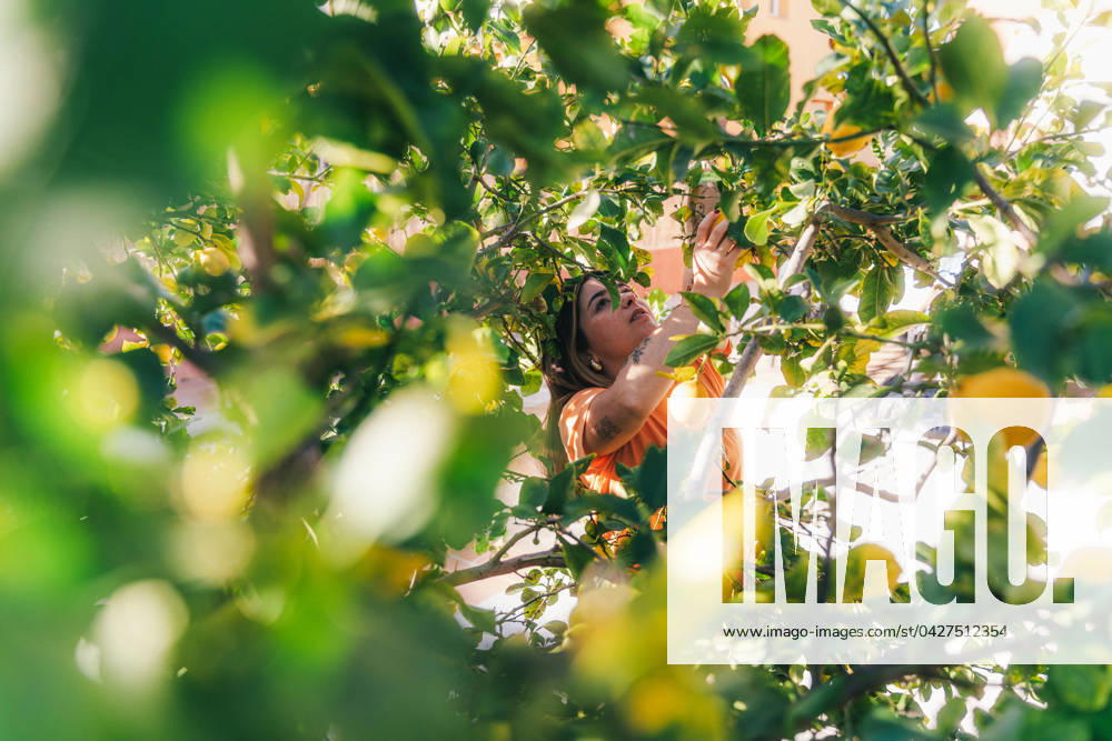 IMAGO Creative: Sommer, Sommertage im Garten A woman in an orange top reaches for ripe lemons among lush green leaves in a sunny home garden, capturing the essence of sustainable living. Model Released IvanAcedo_ID19642_582295_003