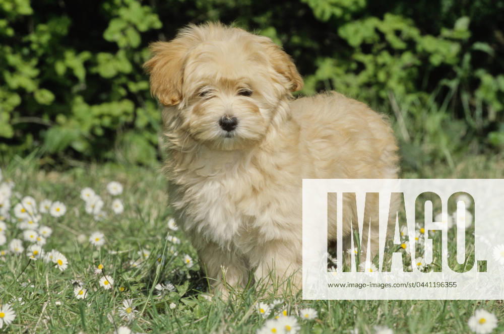 Havanese puppy in grass