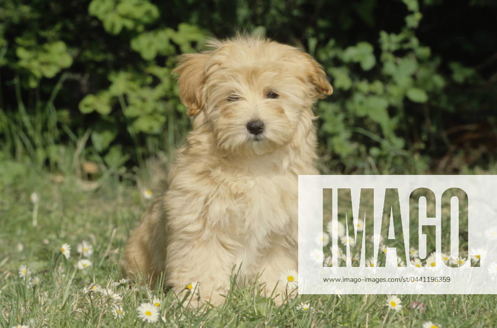Havanese puppy in grass