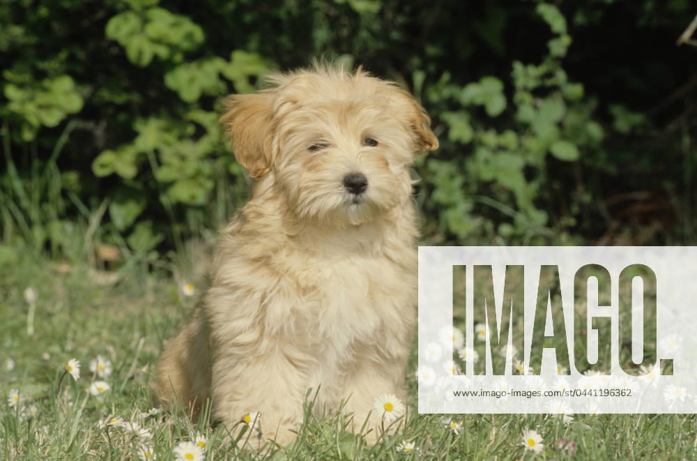 Havanese puppy in grass
