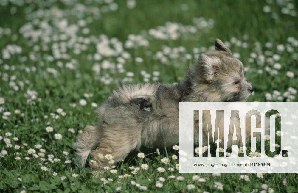 Havanese puppy in grass