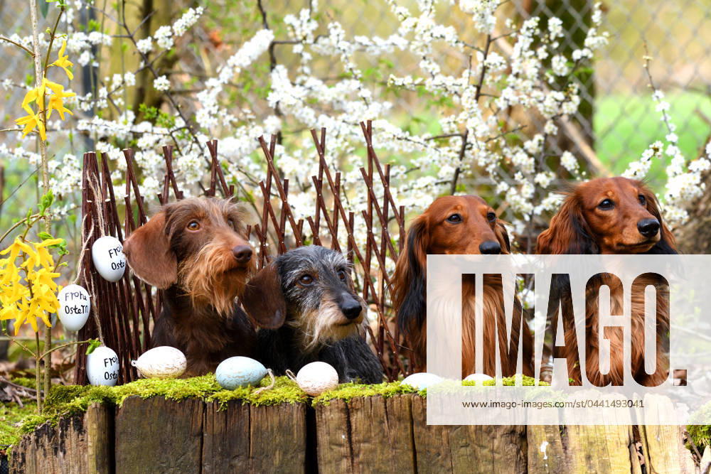Langhaardackel, Langhaar-Dackel, Langhaarteckel, Langhaar-Teckel, Teckel, Dachshund (Canis lupus f. familiaris), zwei Rauhaardackel und zwei Langhaardackel sitzen nebeneinander in Osterdekoration, Deutschland, NRW Long-haired Dachshund, Long-haired sausage dog, domestic dog (Canis lupus f. familiaris), two wire-haired dachshunds and two long-haired dachshund sitting side by side in easter decoration, Germany, North Rhine-Westphalia BLWS706250