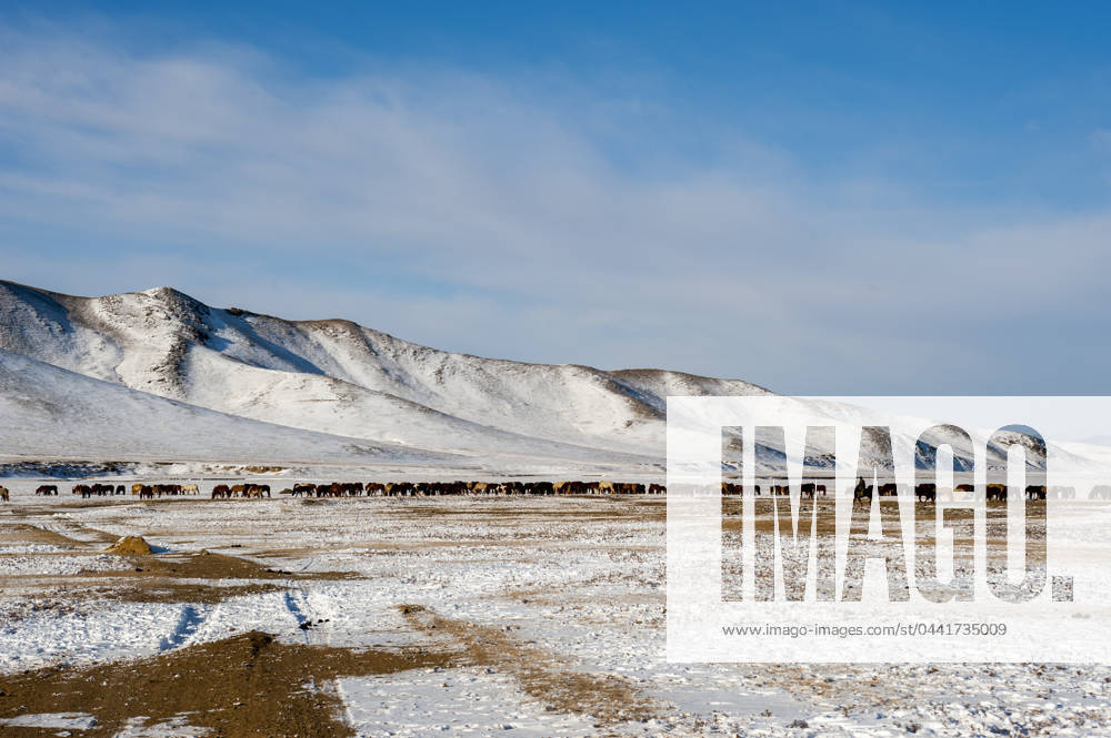 Herders relocating a herd of horses to a winter pasture near Ulaanbaatar, Mongolia. Herders relocating a herd of horses to a winter pasture near Ulaanbaatar, Mongolia., Credit:Wolfgang Kaehler Avalon 0534925485