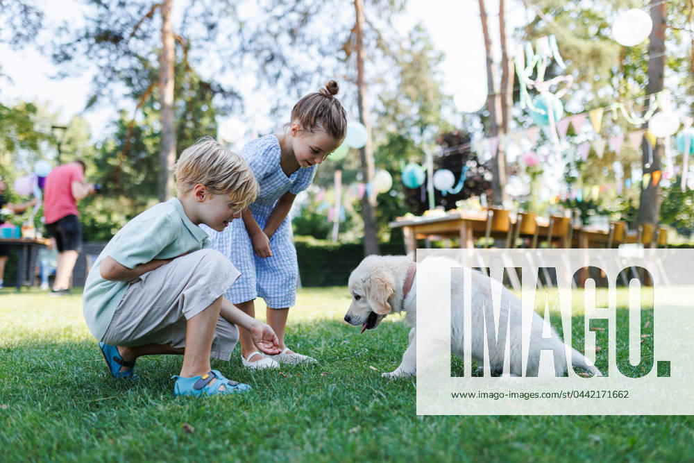 Children playing with a small puppy at a family garden party. Portrait of little boy and girl on grass with Golden retriever puppy. Children playing with a small puppy at a family garden party. Family gathering outdoors during warm autumn day. Portrait of little boy and girl lying on grass with Golden retriever puppy. model released