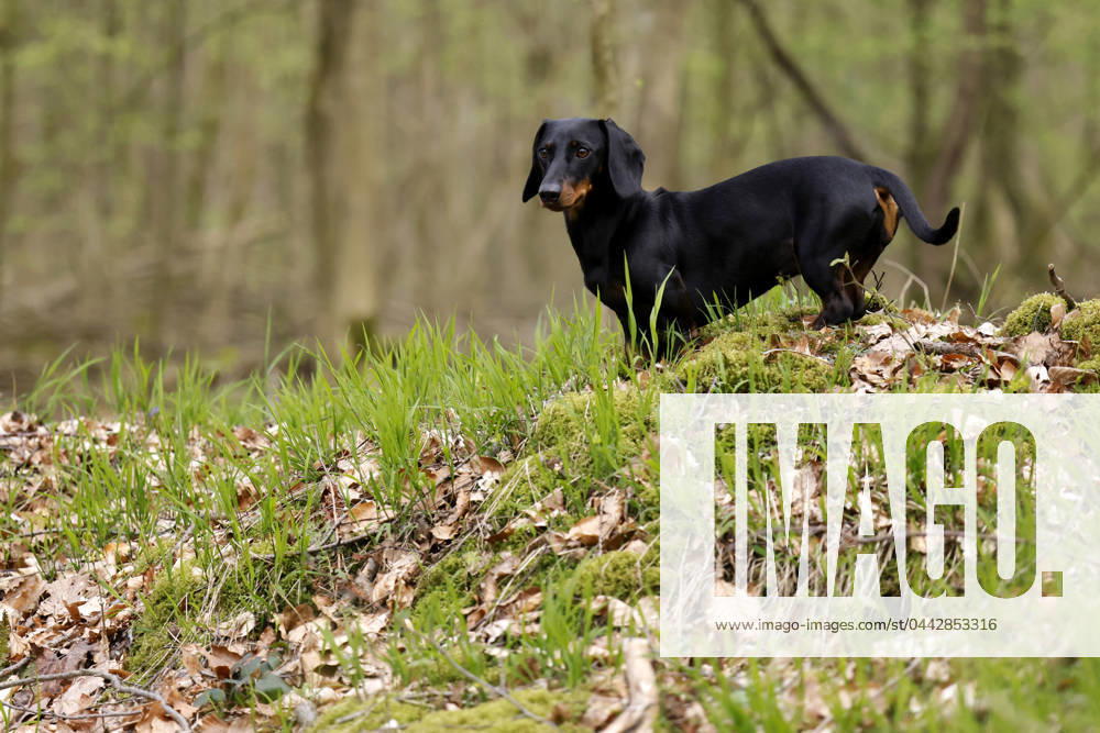 Ein Dackel (Deutsch-Kurzhaar) spielt im Wald. Agrarminister Cem Özdemir (Grüne) will mit der Reform des Tierschutzgesetzes Qualzucht verhindern, was bei Hundefreunden die Befürchtung nach einer Art Gesetz ( Dackel-Verbot ) ausgelöst hat, das ganze Rassen verbieten könnte. (Themenbild, Symbolbild) Frechen, 30.03.2024 NRW Deutschland