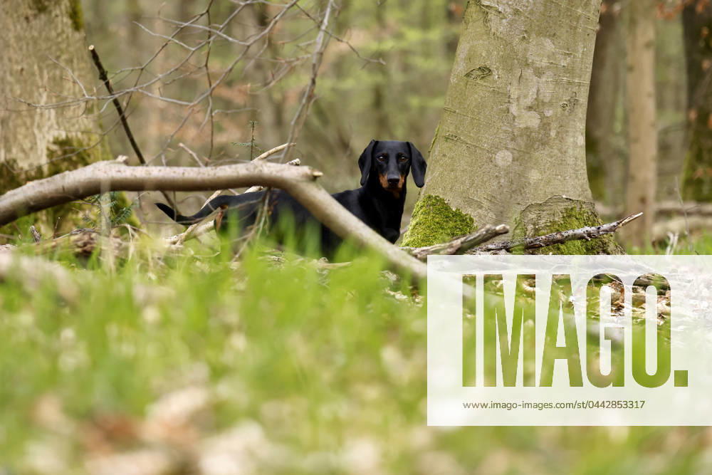 Ein Dackel (Deutsch-Kurzhaar) spielt im Wald. Agrarminister Cem Özdemir (Grüne) will mit der Reform des Tierschutzgesetzes Qualzucht verhindern, was bei Hundefreunden die Befürchtung nach einer Art Gesetz ( Dackel-Verbot ) ausgelöst hat, das ganze Rassen verbieten könnte. (Themenbild, Symbolbild) Frechen, 30.03.2024 NRW Deutschland