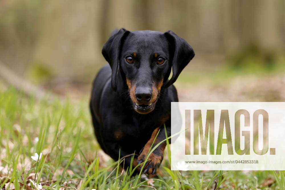 Ein Dackel (Deutsch-Kurzhaar) spielt im Wald. Agrarminister Cem Özdemir (Grüne) will mit der Reform des Tierschutzgesetzes Qualzucht verhindern, was bei Hundefreunden die Befürchtung nach einer Art Gesetz ( Dackel-Verbot ) ausgelöst hat, das ganze Rassen verbieten könnte. (Themenbild, Symbolbild) Frechen, 30.03.2024 NRW Deutschland