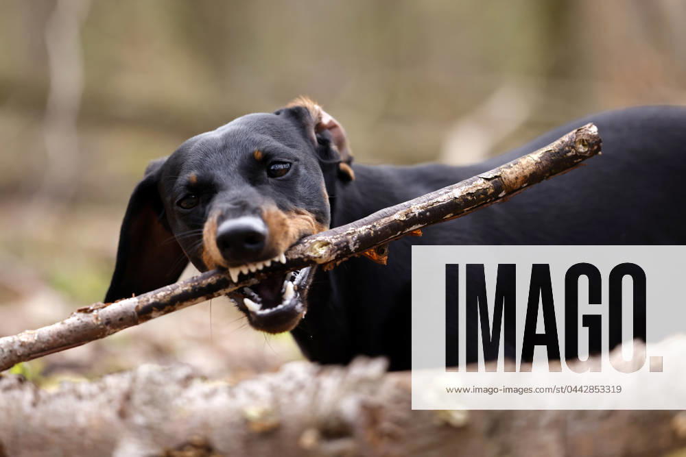 Ein Dackel (Deutsch-Kurzhaar) spielt im Wald. Agrarminister Cem Özdemir (Grüne) will mit der Reform des Tierschutzgesetzes Qualzucht verhindern, was bei Hundefreunden die Befürchtung nach einer Art Gesetz ( Dackel-Verbot ) ausgelöst hat, das ganze Rassen verbieten könnte. (Themenbild, Symbolbild) Frechen, 30.03.2024 NRW Deutschland