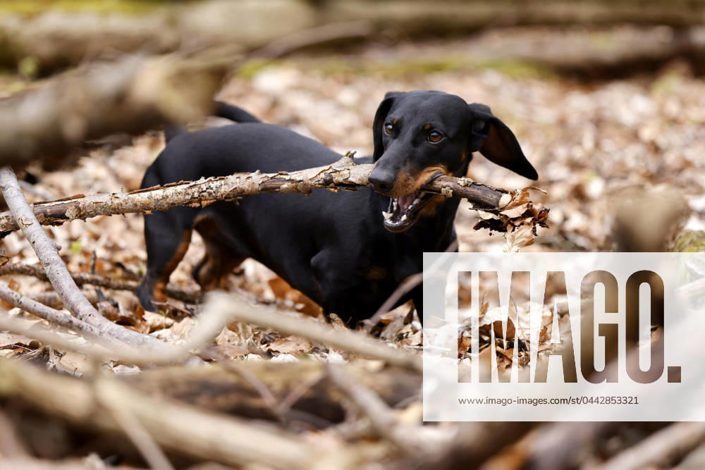 Ein Dackel (Deutsch-Kurzhaar) spielt im Wald. Agrarminister Cem Özdemir (Grüne) will mit der Reform des Tierschutzgesetzes Qualzucht verhindern, was bei Hundefreunden die Befürchtung nach einer Art Gesetz ( Dackel-Verbot ) ausgelöst hat, das ganze Rassen verbieten könnte. (Themenbild, Symbolbild) Frechen, 30.03.2024 NRW Deutschland