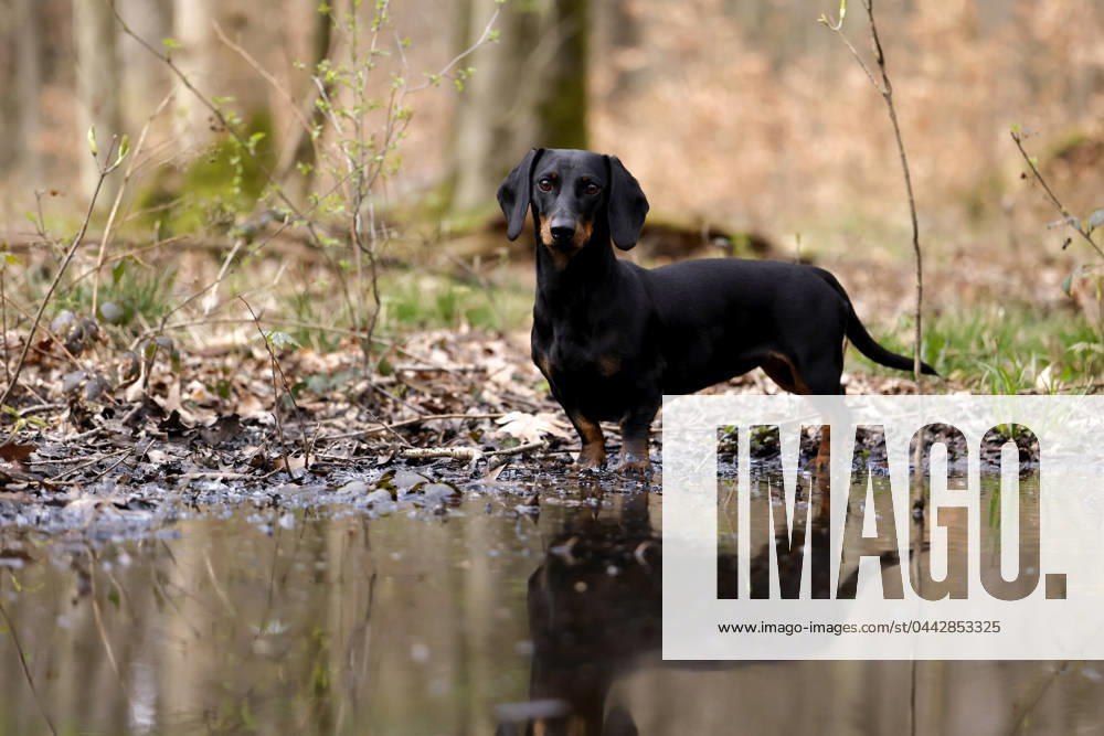Ein Dackel (Deutsch-Kurzhaar) spielt im Wald. Agrarminister Cem Özdemir (Grüne) will mit der Reform des Tierschutzgesetzes Qualzucht verhindern, was bei Hundefreunden die Befürchtung nach einer Art Gesetz ( Dackel-Verbot ) ausgelöst hat, das ganze Rassen verbieten könnte. (Themenbild, Symbolbild) Frechen, 30.03.2024 NRW Deutschland