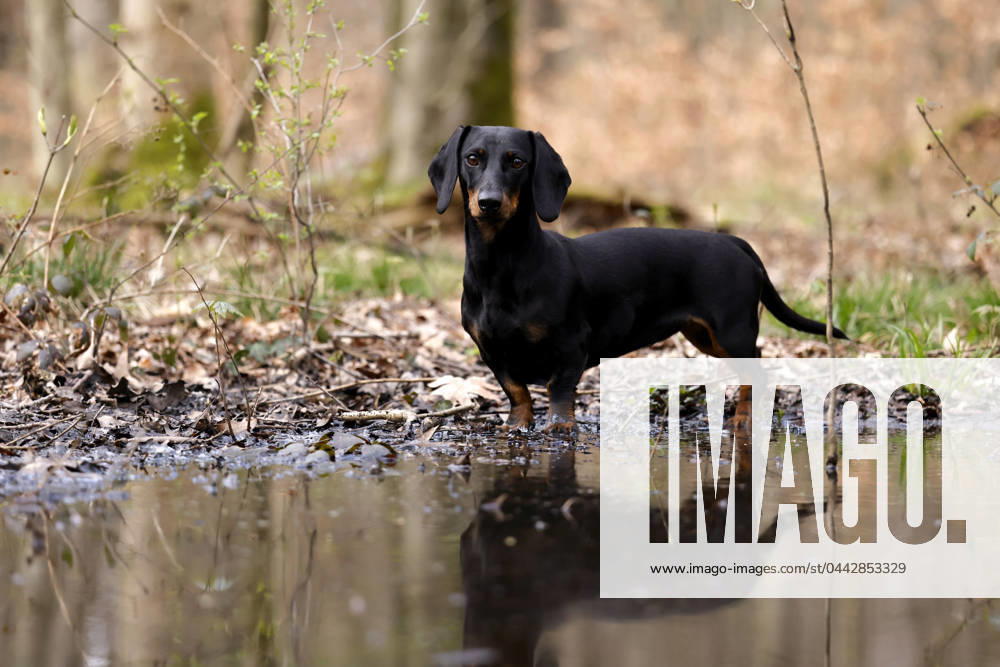 Ein Dackel (Deutsch-Kurzhaar) spielt im Wald. Agrarminister Cem Özdemir (Grüne) will mit der Reform des Tierschutzgesetzes Qualzucht verhindern, was bei Hundefreunden die Befürchtung nach einer Art Gesetz ( Dackel-Verbot ) ausgelöst hat, das ganze Rassen verbieten könnte. (Themenbild, Symbolbild) Frechen, 30.03.2024 NRW Deutschland