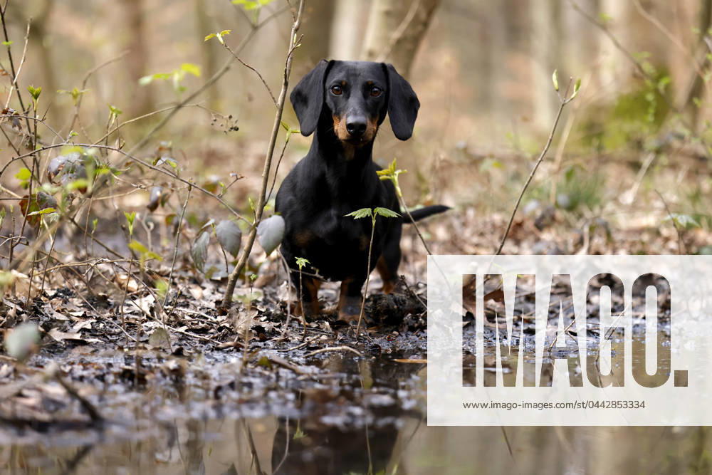 Ein Dackel (Deutsch-Kurzhaar) spielt im Wald. Agrarminister Cem Özdemir (Grüne) will mit der Reform des Tierschutzgesetzes Qualzucht verhindern, was bei Hundefreunden die Befürchtung nach einer Art Gesetz ( Dackel-Verbot ) ausgelöst hat, das ganze Rassen verbieten könnte. (Themenbild, Symbolbild) Frechen, 30.03.2024 NRW Deutschland
