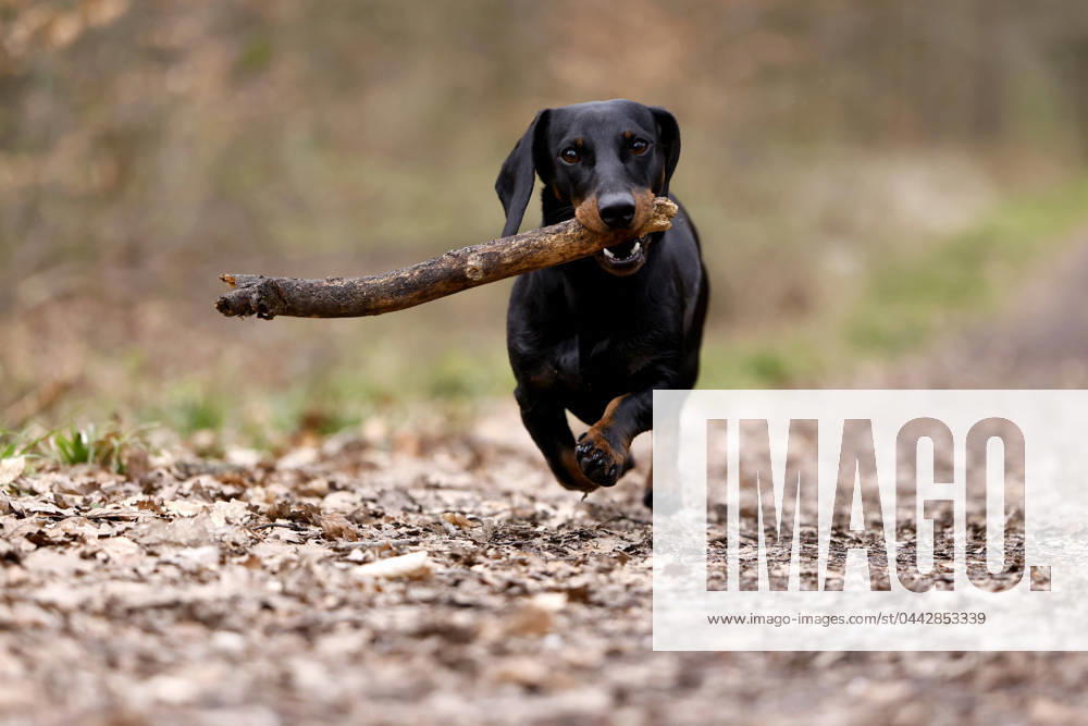 Ein Dackel (Deutsch-Kurzhaar) spielt im Wald. Agrarminister Cem Özdemir (Grüne) will mit der Reform des Tierschutzgesetzes Qualzucht verhindern, was bei Hundefreunden die Befürchtung nach einer Art Gesetz ( Dackel-Verbot ) ausgelöst hat, das ganze Rassen verbieten könnte. (Themenbild, Symbolbild) Frechen, 30.03.2024 NRW Deutschland