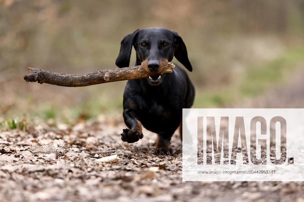Ein Dackel (Deutsch-Kurzhaar) spielt im Wald. Agrarminister Cem Özdemir (Grüne) will mit der Reform des Tierschutzgesetzes Qualzucht verhindern, was bei Hundefreunden die Befürchtung nach einer Art Gesetz ( Dackel-Verbot ) ausgelöst hat, das ganze Rassen verbieten könnte. (Themenbild, Symbolbild) Frechen, 30.03.2024 NRW Deutschland