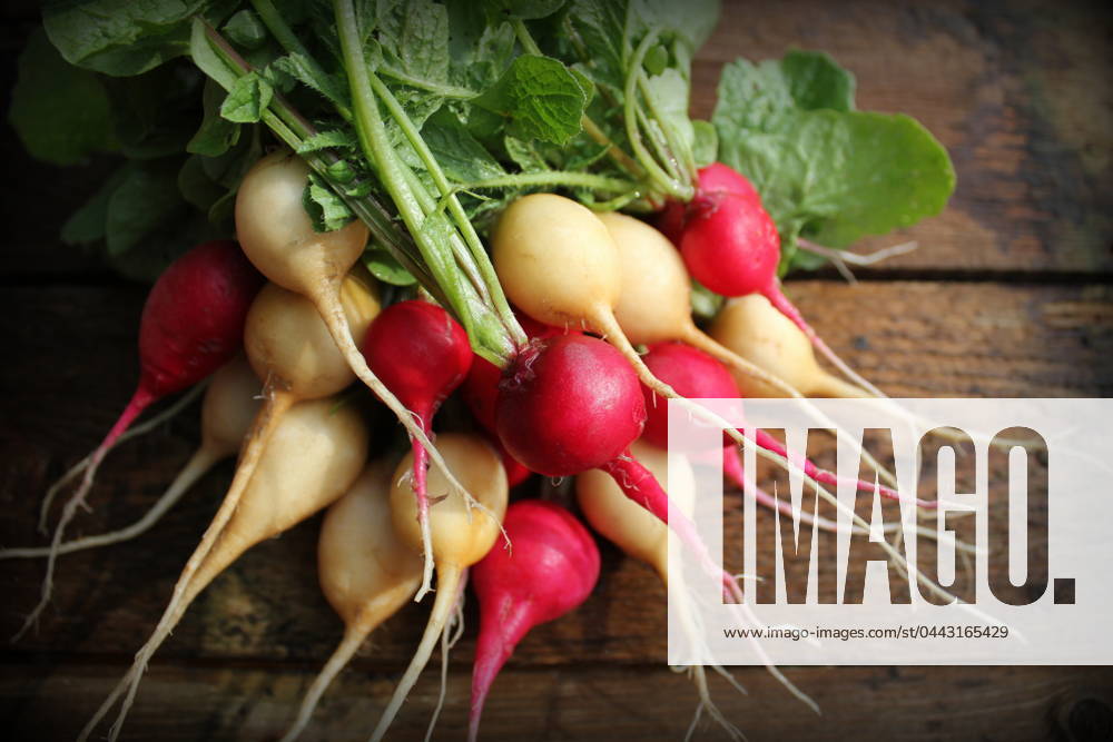 IMAGO Creative, Sommer, Food, Radieschen radieschen ** radish,radishs 4pk-g68