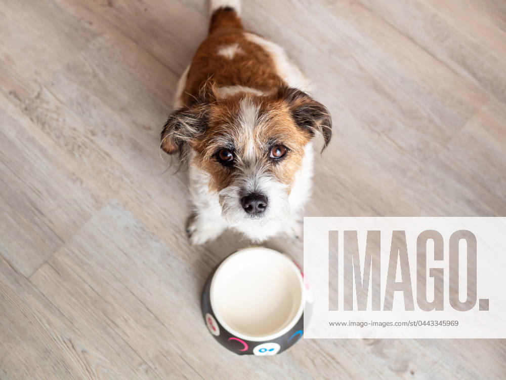 Hund,hungrig,futternapf,hunde,hunger,fressnapf,fressnäpfe,futternäpfe,napf,näpfe ** dog,hungry,feeding dish,dogs,feeding dishs 615-ffz