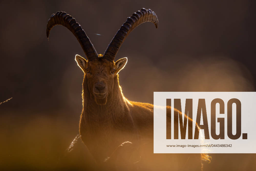 An Alpine Ibex bathed in the soft glow of sunlight, its majestic horns silhouetted against the radiant background Model Released EgoitzIcaza_ID20369_602768_016