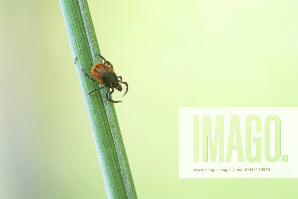 Zecke, Gemeiner Holzbock (Ixodes ricinus), lauert auf einem Grashalm, Deutschland, Bayern European castor bean tick, European sheep tick (Ixodes ricinus), lurks on a blade of grass, Germany, Bavaria BLWS707589