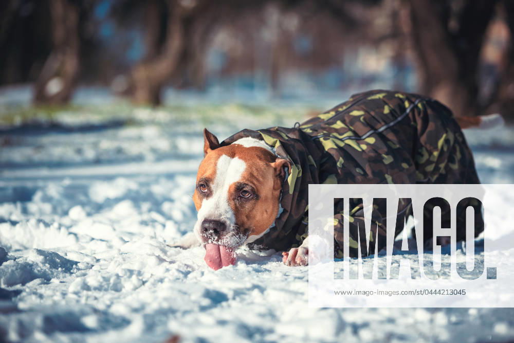 Pit Bull terrier dog in a camouflage jacket lies and eats snow on a sunny winter day in the park big pit Bull terrier dog in a camouflage jacket lies and eats snow on a sunny winter day in the park