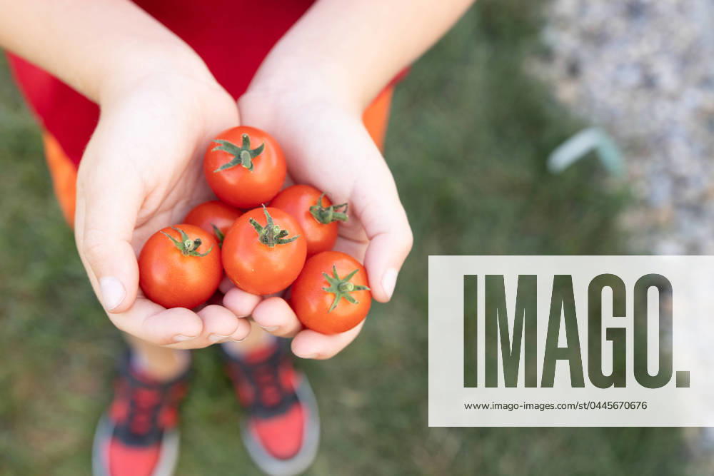 IMAGO Creative: Sommer, Sommertage im Garten A young boy holds freshly picked ripe organic baby tomato garden Indianapolis, Indiana, United States R_KLBT24041270-1397420-01 ,model released, Symbolfoto