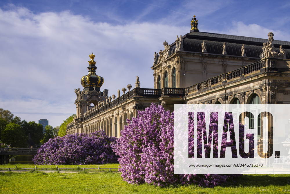 Frühling am Dresdner Zwinger Prachtvoll blüt der Flieder am Zwingergraben. Dresden Sachsen Deutschland