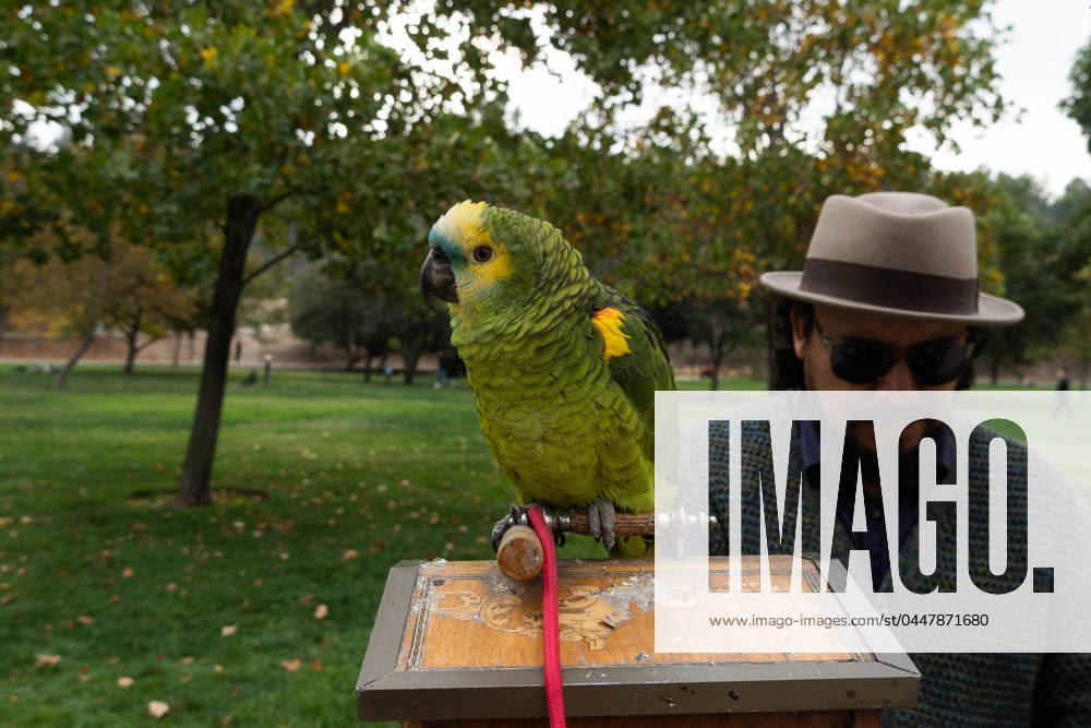 A man with his parrot sells toys in a park in Santiago, Chile. Santiago Chile - ZUMAb332 20240421_zip_b332_014