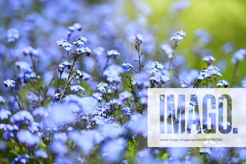 Vergissmeinnicht, Myosotis