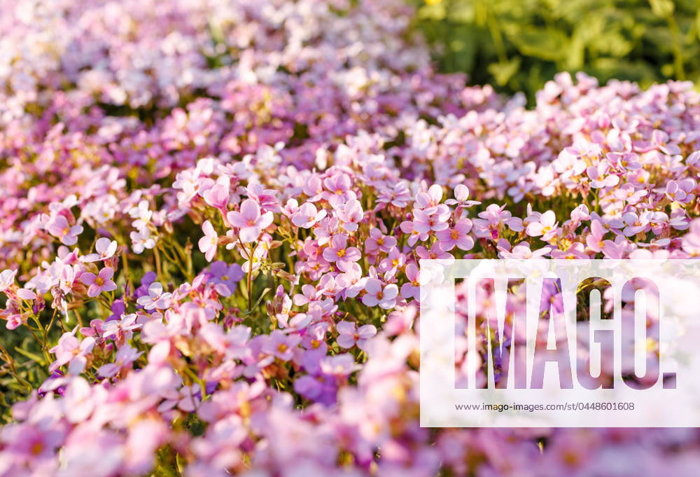 Beautiful pink flowers in the garden. Gera, Thuringia, Germany R_GGIE2403224F-1376447-01