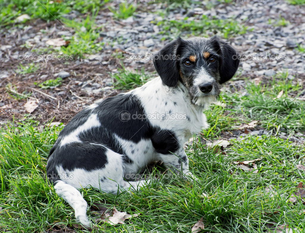 Cavalier king charles spaniel resting on the grass.